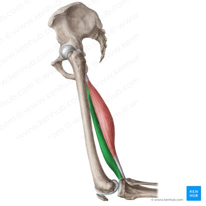 Músculo semimembranoso (Musculus semimembranosus); Imagen: Liene Znotina