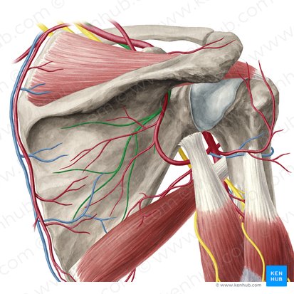 Suprascapular nerve (Nervus suprascapularis); Image: Yousun Koh