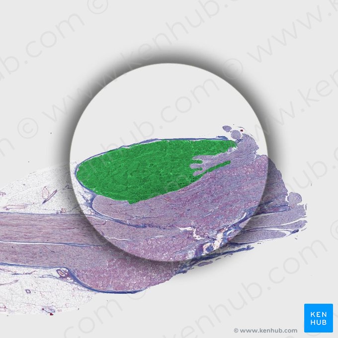 Ganglion parasympathicum (Parasympathisches Ganglion); Bild: 