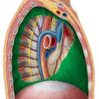 Parietal pleura