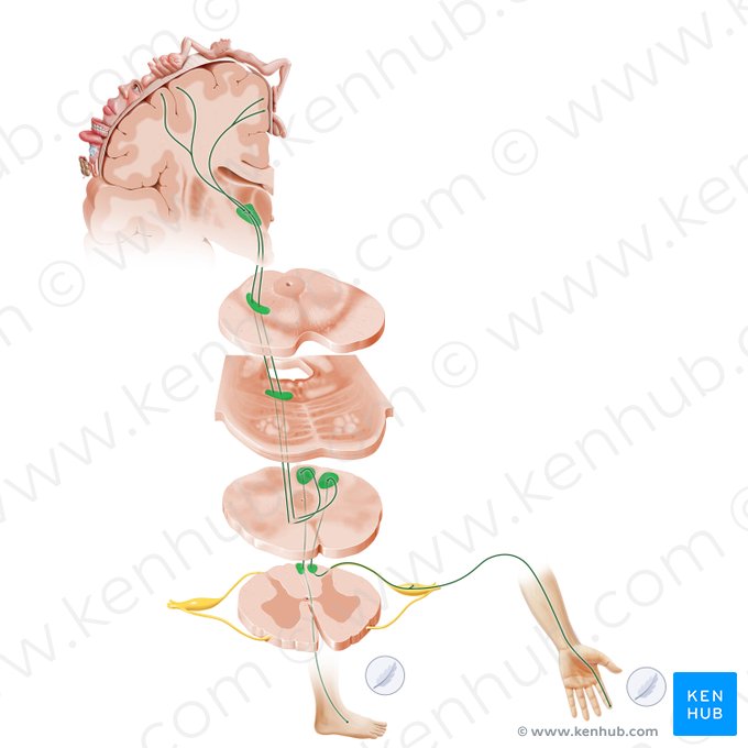 Sistema coluna dorsal-lemnisco medial (Via columnae posterioris lemniscique medialis); Imagem: Paul Kim