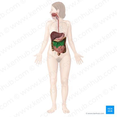 Jejunum (Leerdarm); Bild: Begoña Rodriguez