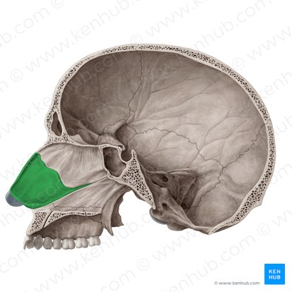 Cartilage of nasal septum (Cartilago septi nasi); Image: Yousun Koh