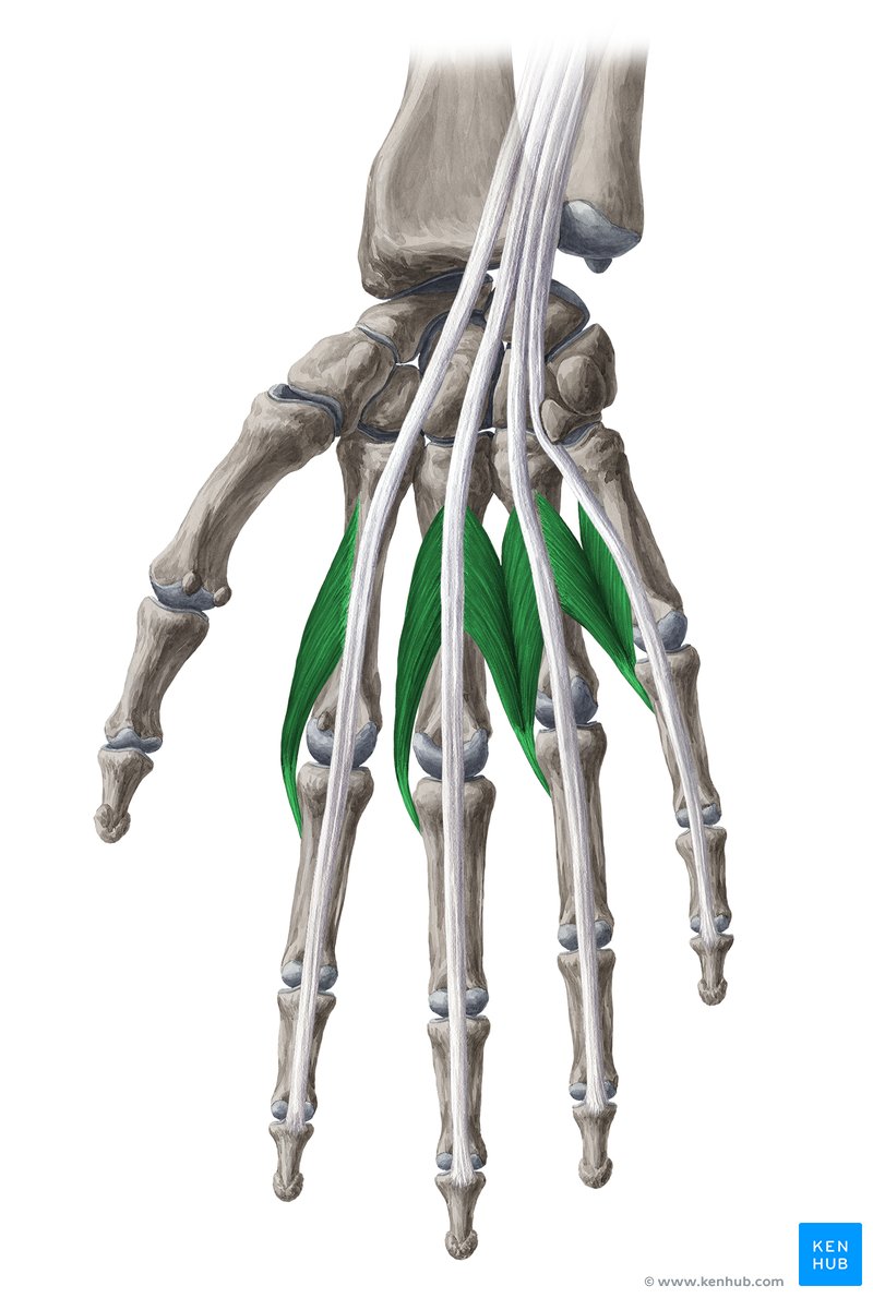 Músculos lumbricais (verde)