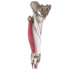 Vastus lateralis muscle (3D)