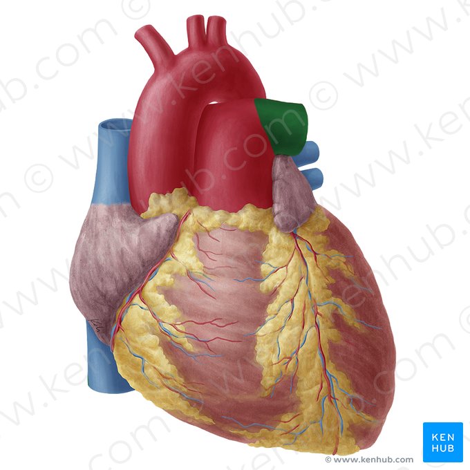 Artéria pulmonar esquerda (Arteria pulmonalis sinistra); Imagem: Yousun Koh