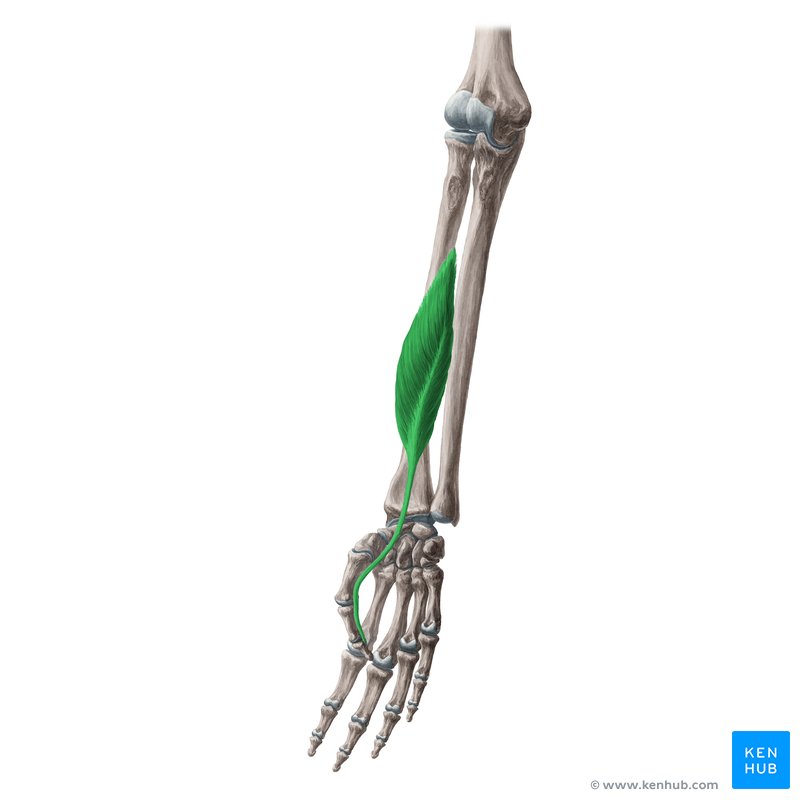 Músculo flexor longo do polegar (Musculus flexor pollicis longus)