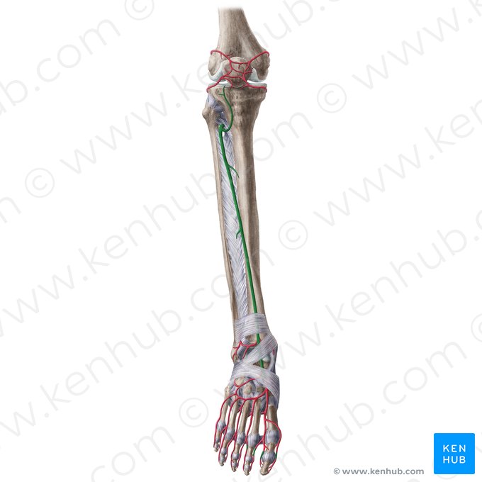 Artéria tibial anterior (Arteria tibialis anterior); Imagem: Liene Znotina