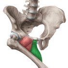 Musculus adductor longus