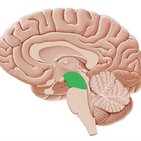 Overview of the nervous system