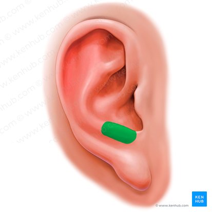 Antitrago de la oreja (Antitragus auriculae); Imagen: Paul Kim