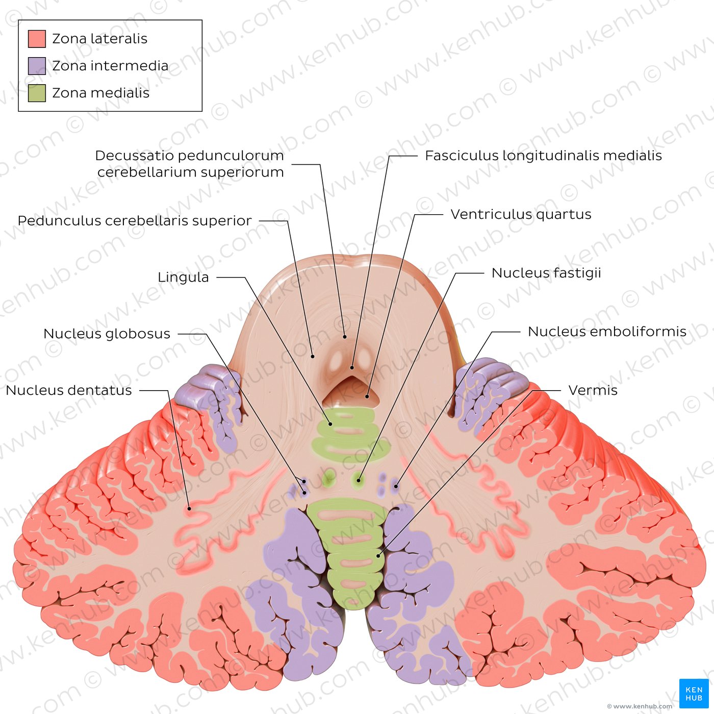 Nuclei des Cerebellums