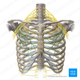Lateral pectoral nerve (Nervus pectoralis lateralis); Image: Yousun Koh
