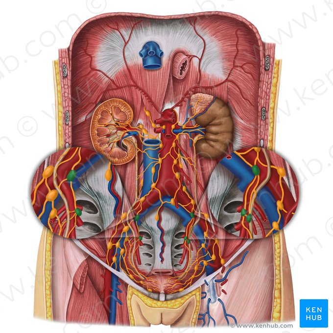 Nodi lymphoidei iliaci interni (Innere Beckenlymphknoten); Bild: Irina Münstermann