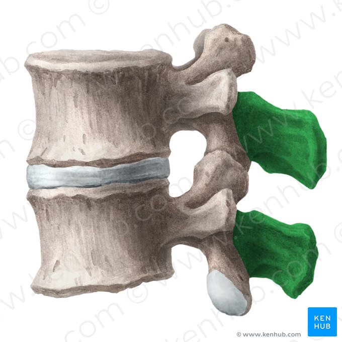 Spinous process of vertebra (Processus spinosus vertebrae); Image: Liene Znotina