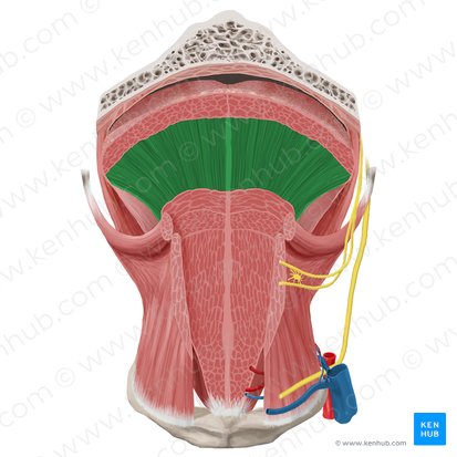 Músculo vertical da língua (Musculus verticalis linguae); Imagem: Begoña Rodriguez