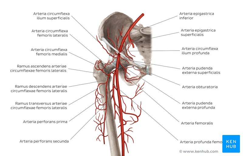 Arteria femoralis und ihre Äste