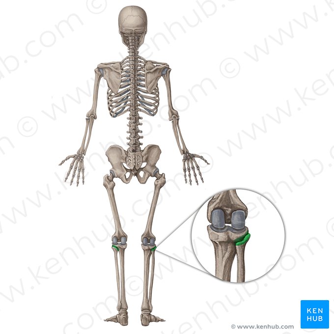 Superior tibiofibular joint (Articulatio tibiofibularis superior); Image: Irina Münstermann