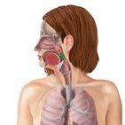 Pharyngeal pouches, membranes and clefts