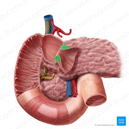 Pyloric sphincter (Sphincter pylori); Image: Begoña Rodriguez