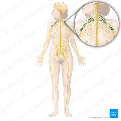 Plexo braquial (Plexus brachialis); Imagem: Begoña Rodriguez