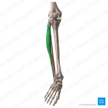 Músculo fibular largo (Musculus fibularis longus); Imagen: Liene Znotina