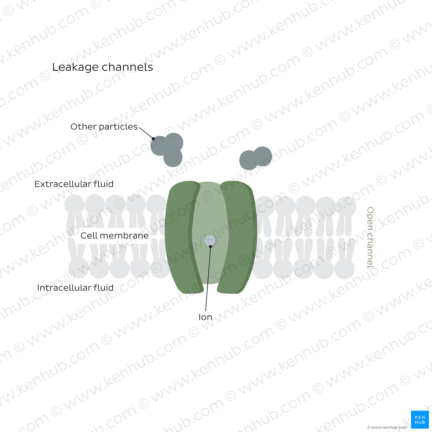 Leakage ion channels
