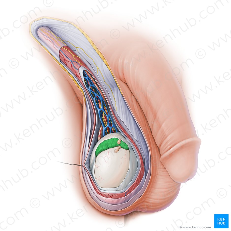 Epididimite Causas Sintomas Tratamento Anatomia Kenhub