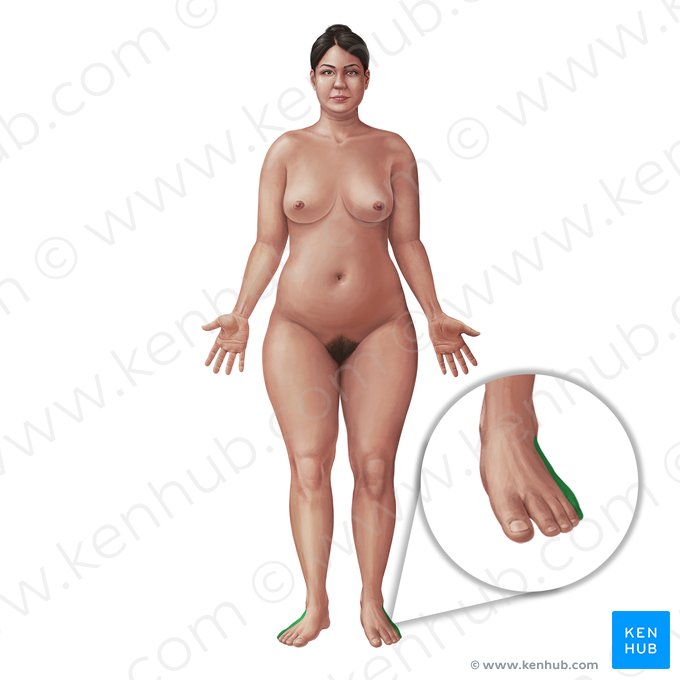 Margem lateral do pé (Margo lateralis pedis); Imagem: Paul Kim