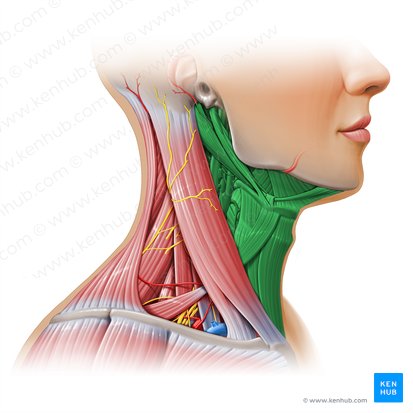 Triángulo anterior del cuello (Trigonum anterius colli); Imagen: Paul Kim