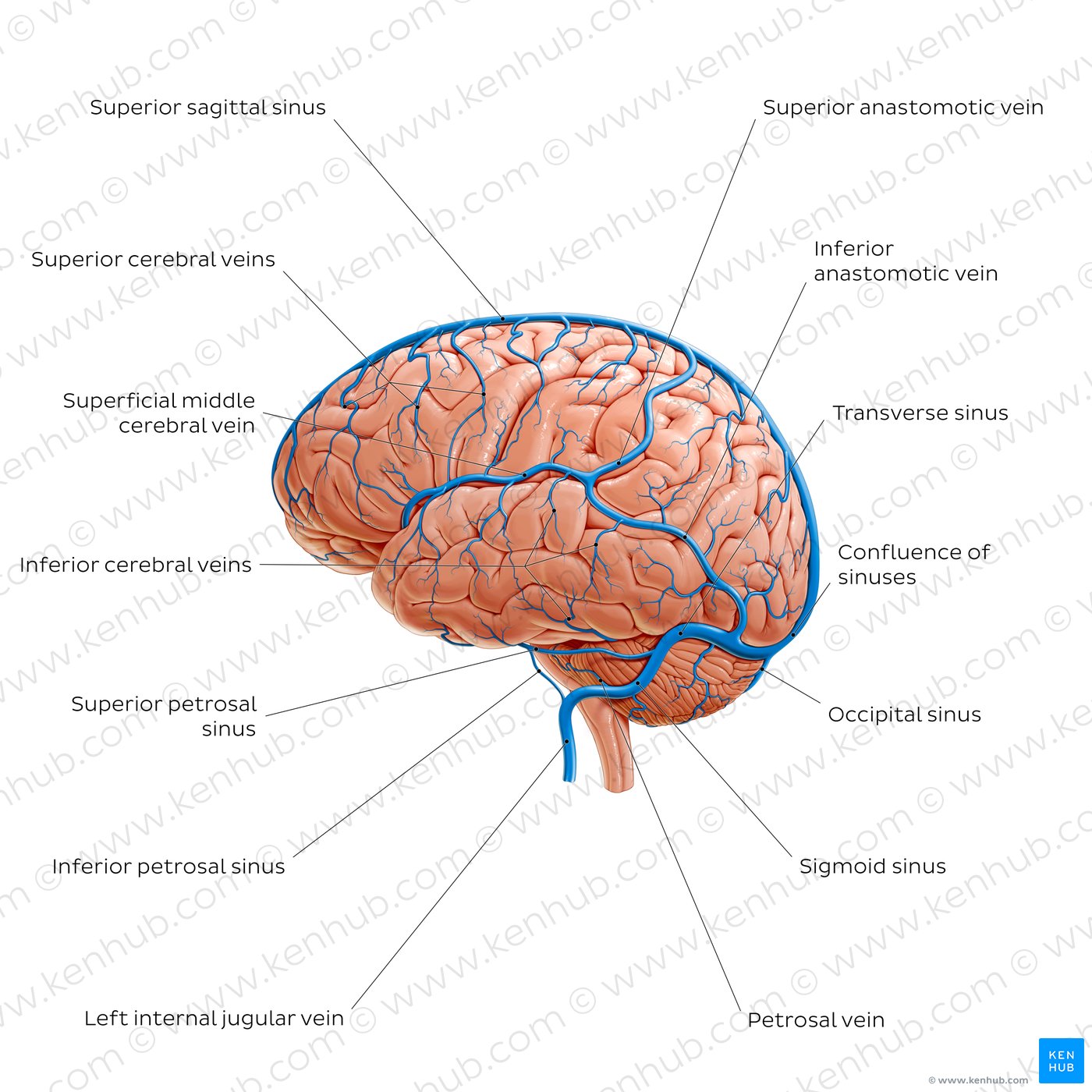 Cerebral veins - Lateral view