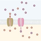 Ion channels and gradients