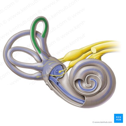 Conducto semicircular anterior (Ductus semicircularis anterior); Imagen: Paul Kim