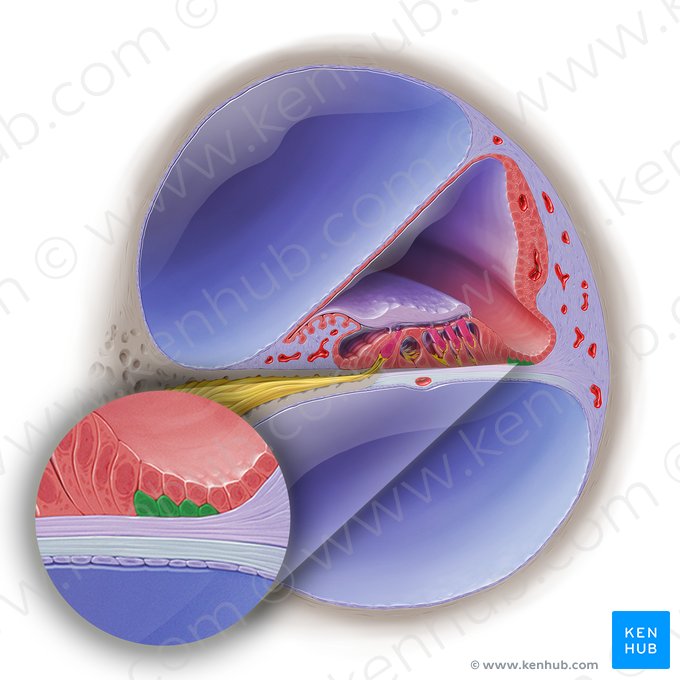 Basal external glandular cells of cochlear duct (Boettcher cells) (Epitheliocyti glandulares externi basales); Image: Paul Kim