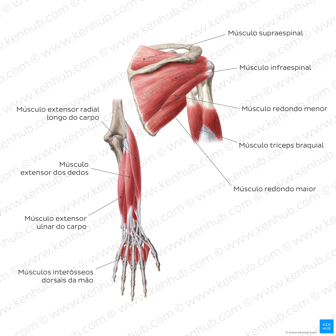 Músculos do braço (vista posterior)