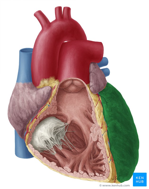 Left ventricle - lateral-left view