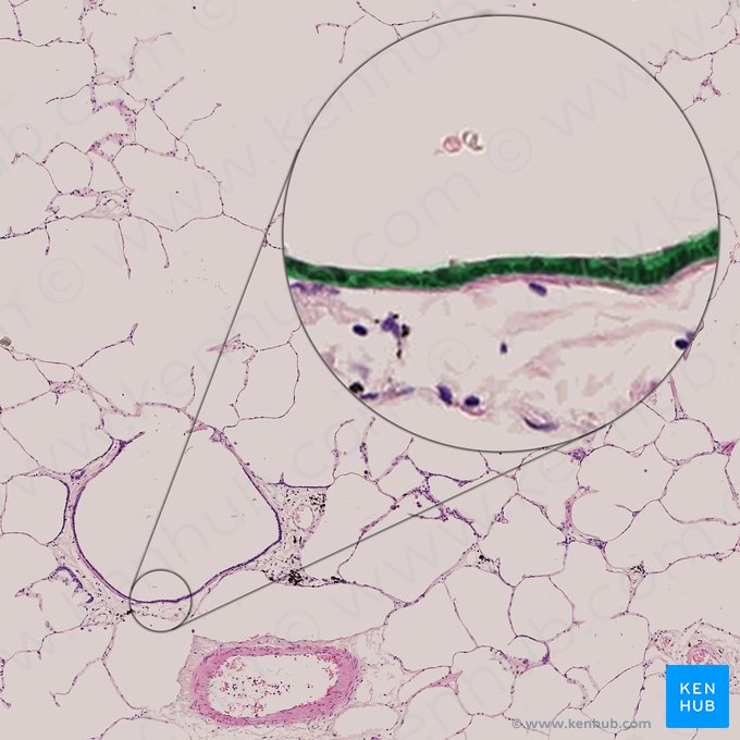 Epitélio cúbico ciliado simples (Epithelium simplex cuboideum ciliatum bronchioli respiratorii); Imagem: 