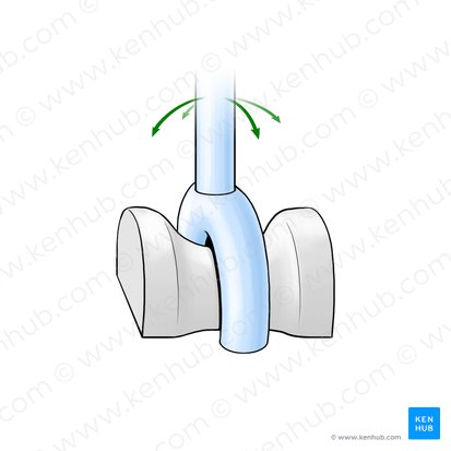 Articulación en silla de montar (Articulatio sellaris); Imagen: Paul Kim