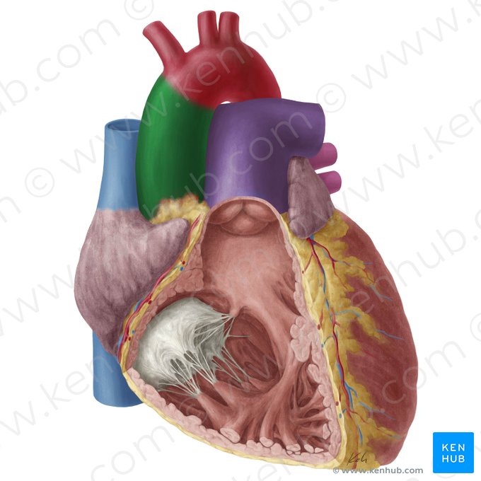 Aorte ascendante (Aorta ascendens); Image : Yousun Koh