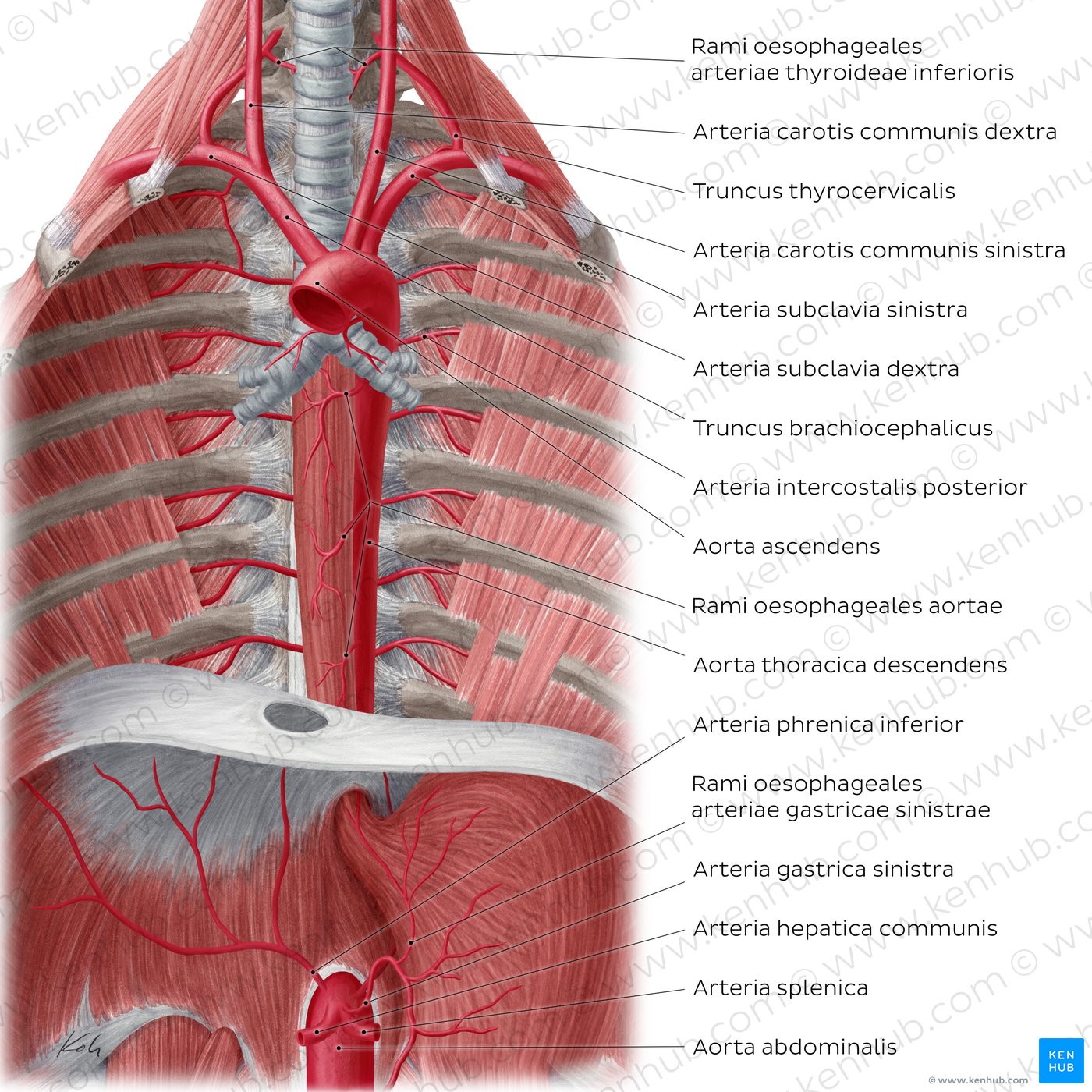 Arteriae of the oesophagus (anterior view)