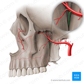 Greater palatine artery (Arteria palatina major); Image: Paul Kim