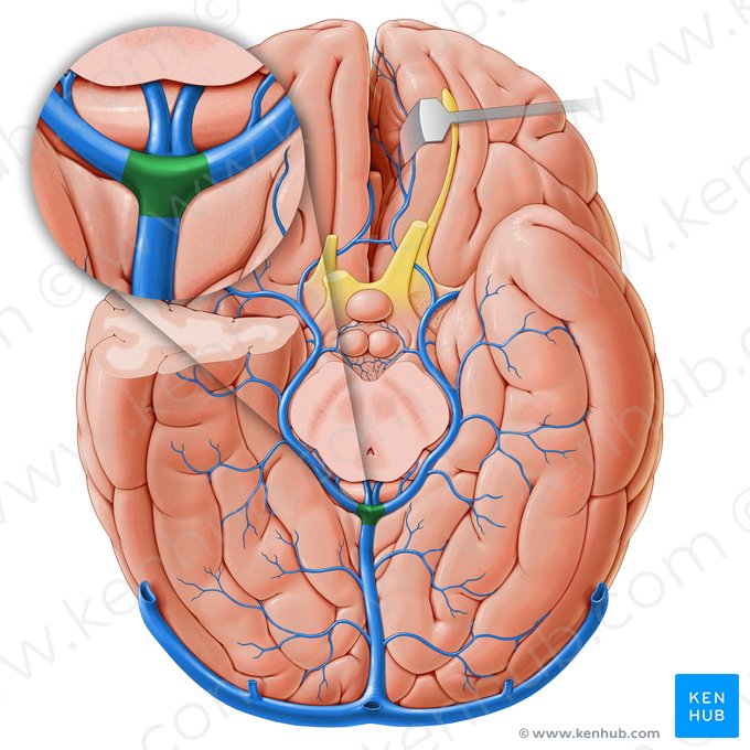 Confluencia venosa posterior (Confluens venosus posterior); Imagen: Paul Kim