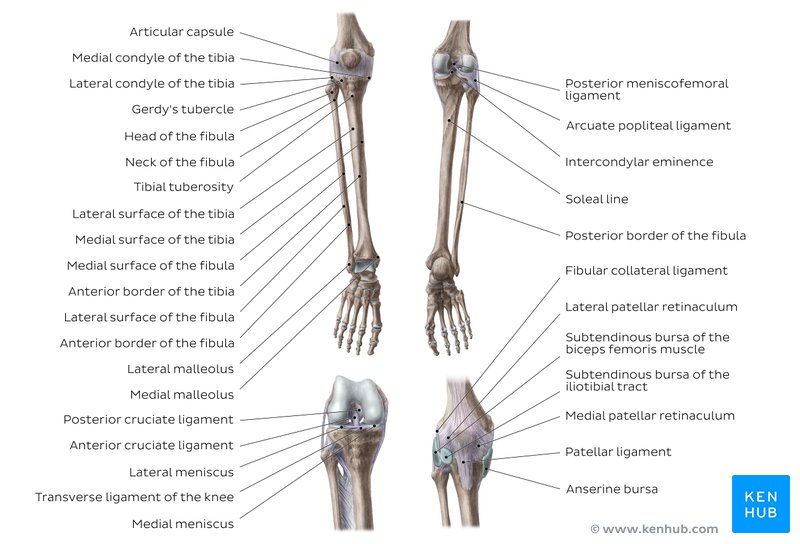 Bones of the knee and leg - anterior and posterior views
