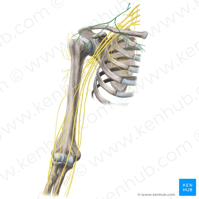 Supraclavicular nerves (Nervi supraclaviculares); Image: Yousun Koh