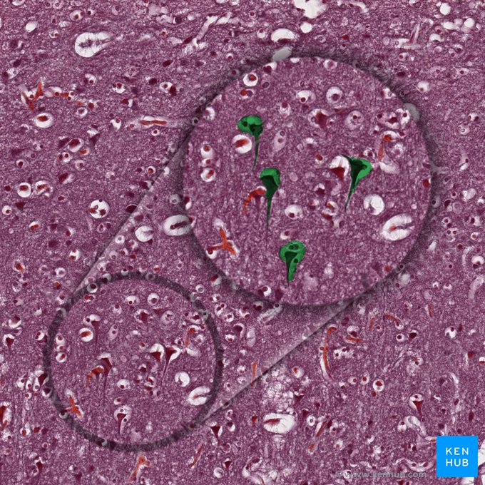 Pyramidal cells; Image: 