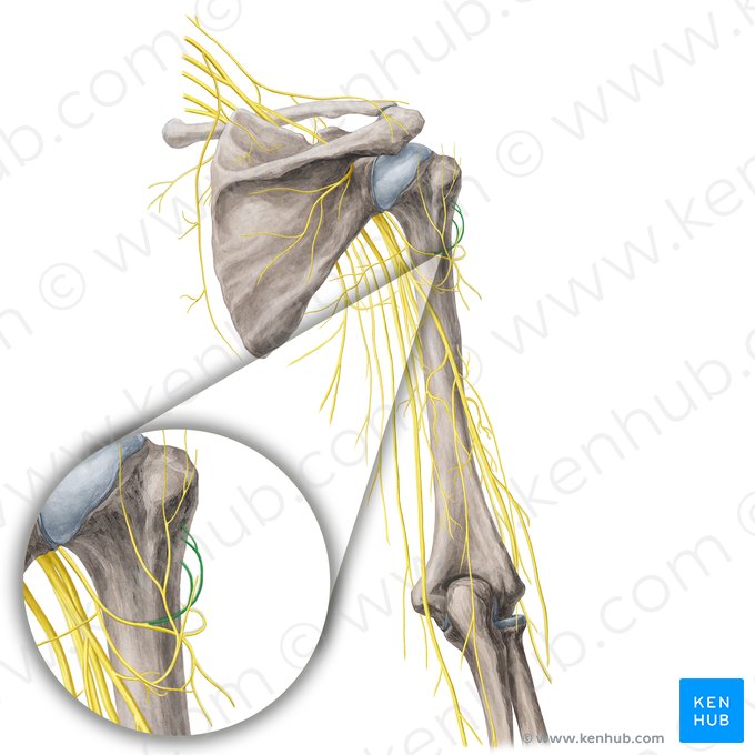 Ramus anterior nervi axillaris (Vorderer Ast des Achselnervs); Bild: Yousun Koh