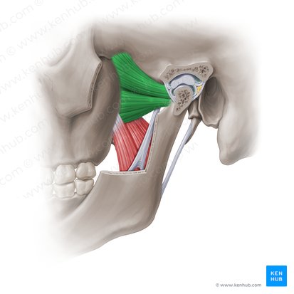 Músculo pterigóideo lateral (Musculus pterygoideus lateralis); Imagem: Paul Kim