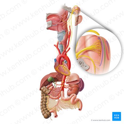 Núcleo espinal del nervio trigémino (Nucleus spinalis nervi trigemini); Imagen: Paul Kim