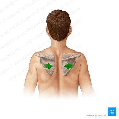 Retractio scapulae (Zurückziehen des Schulterblatts); Bild: Paul Kim