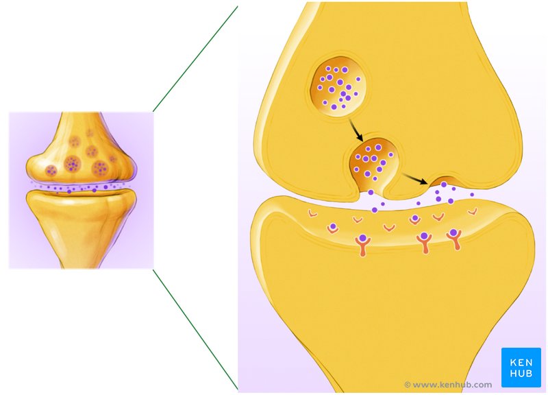 Neurotransmitters